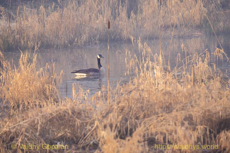 Canada Goose