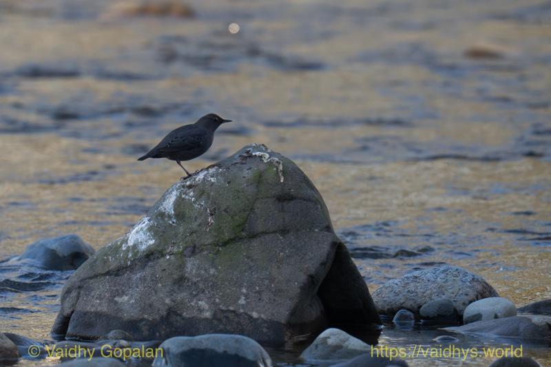 American Dipper
