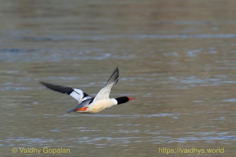 Common Merganser