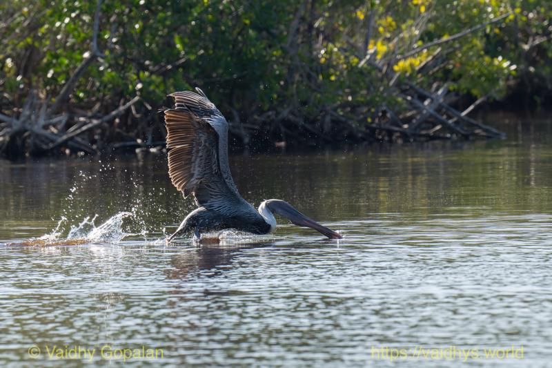 Brown Pelican
