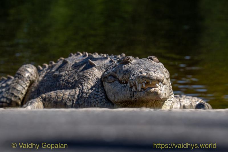 American Crocodile