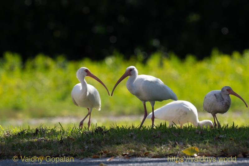 White Ibis