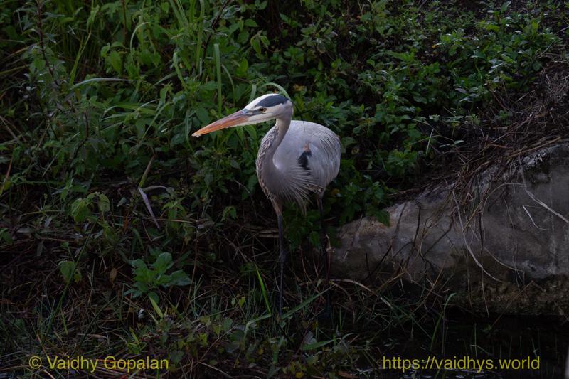 Great Blue Heron