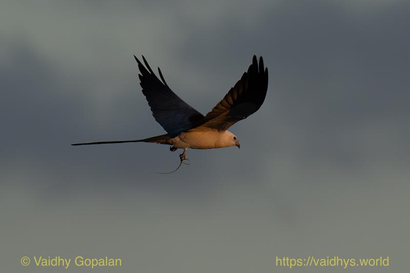 Swallow-tail Kite