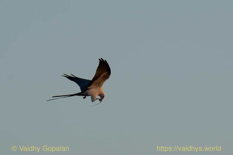 Swallow-tail Kite