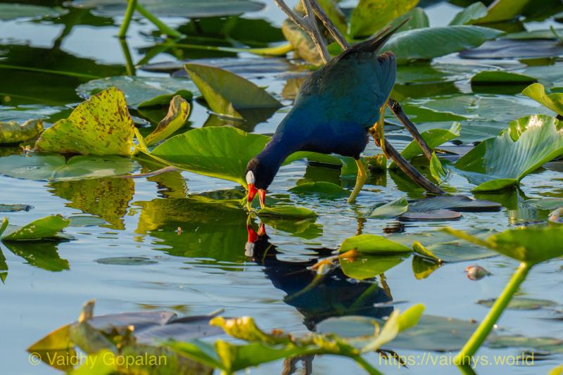Purple Gallinule