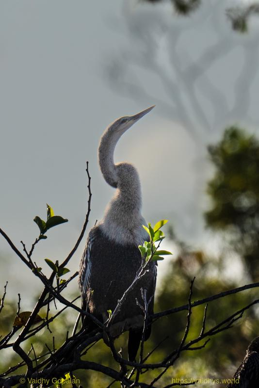 Anhinga