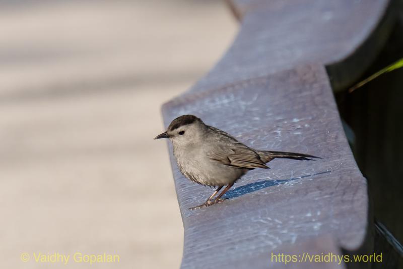 Gray Catbird