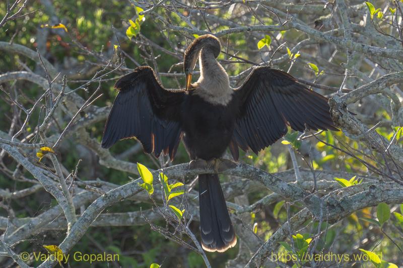Anhinga