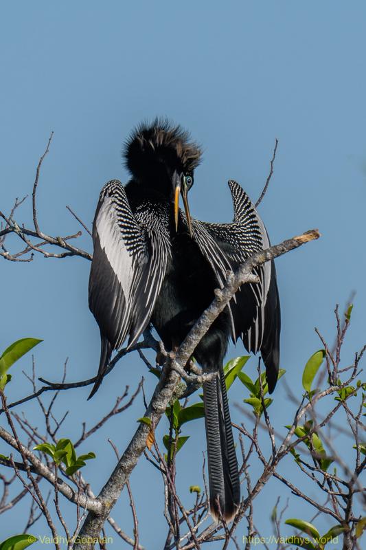 Anhinga
