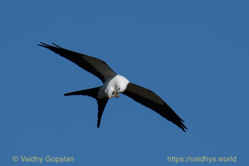 Swallow-tail Kite