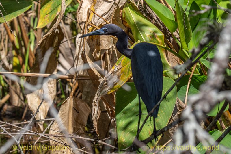 Little Blue Heron