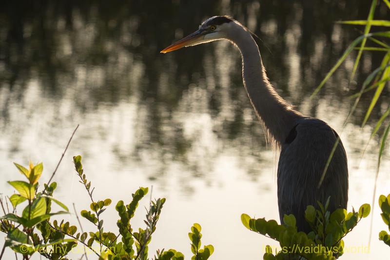 Great Blue Heron