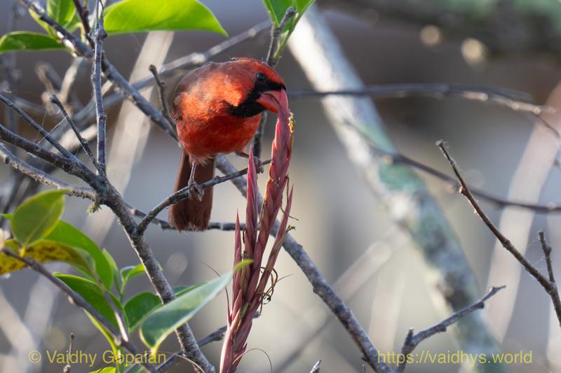 Northern Cardinal
