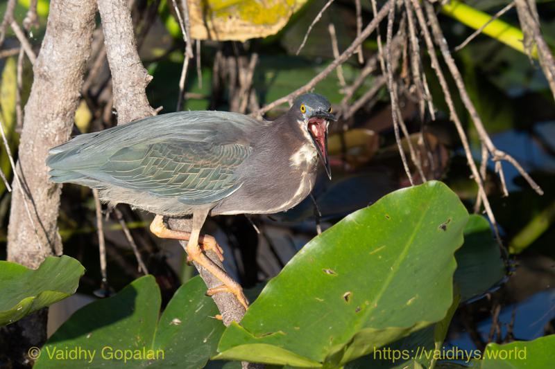 Green Heron