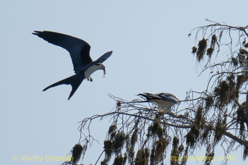 Swallow-tail Kite