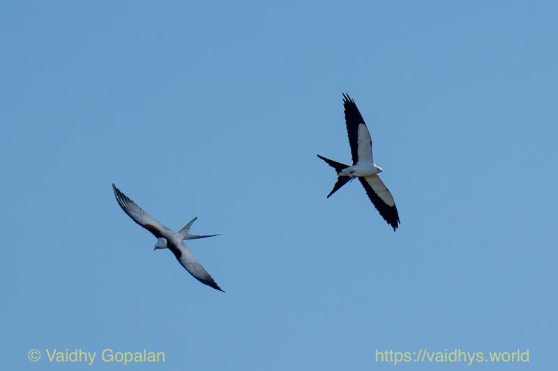 Swallow-tail Kite