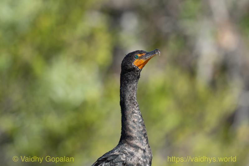 Double-crested Cormorant