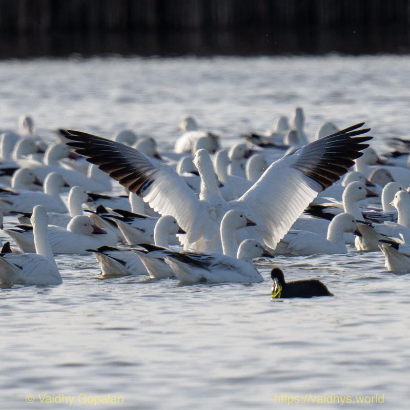 Snow Geese