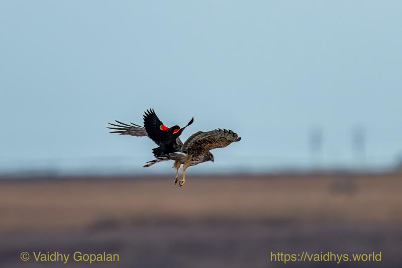 Northern Harrier