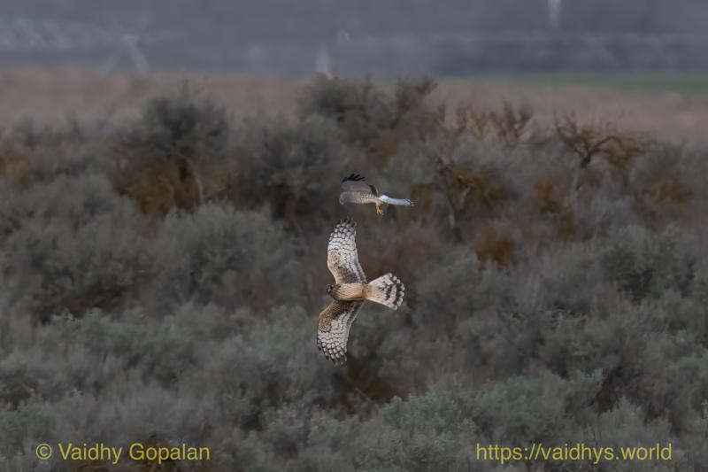 Northern Harrier