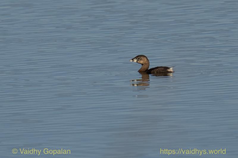 Pied-billed Grebe