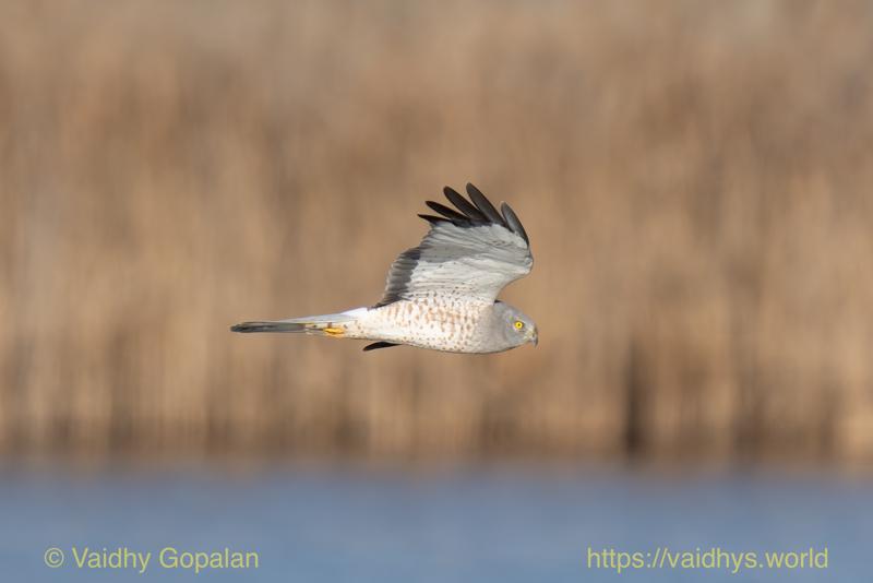 Northern Harrier