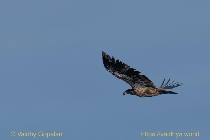 Bald-headed Eagle (Juvenile)