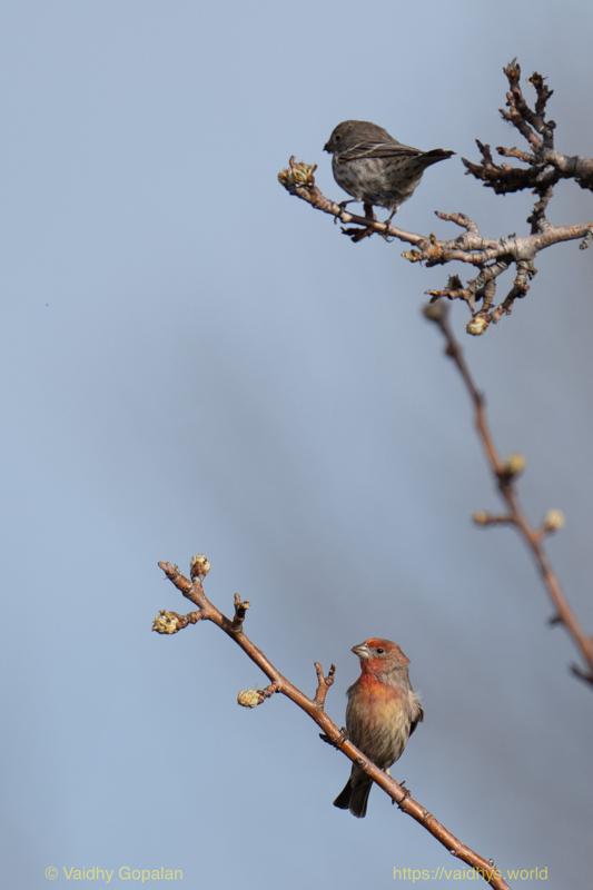 House Finch