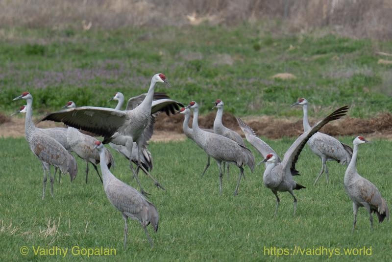 Sandhill Crane
