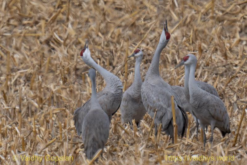Sandhill Crane