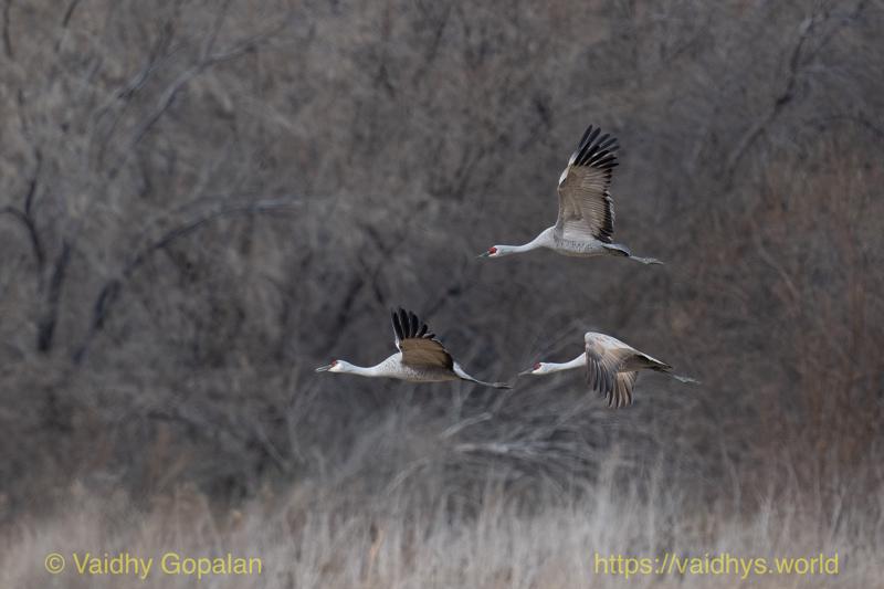 Sandhill Crane