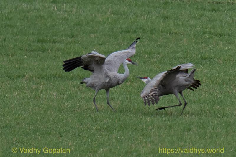 Sandhill Crane