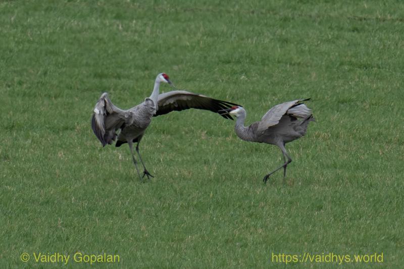 Sandhill Crane
