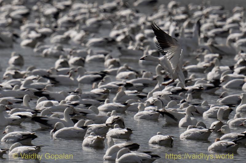 Snow Geese