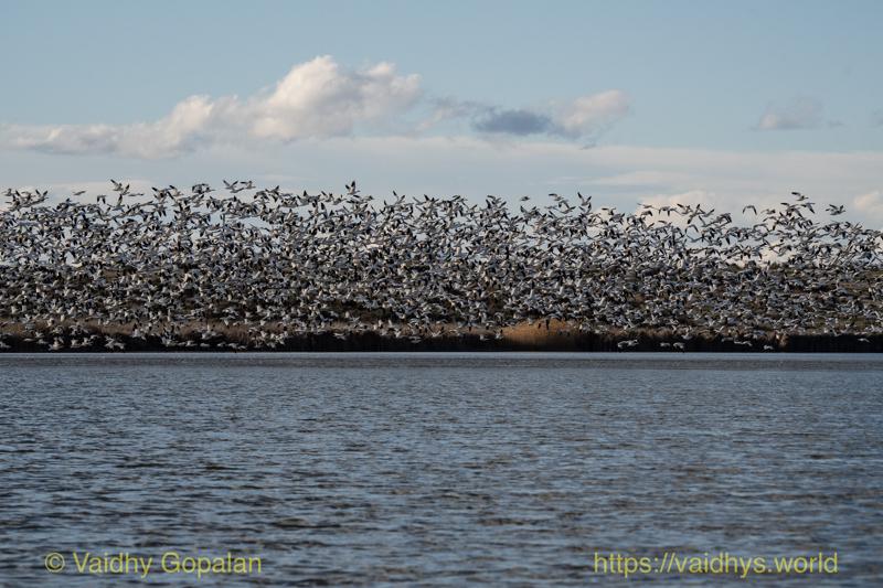 Snow Geese