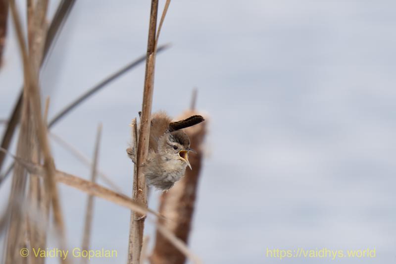 Marsh Wren