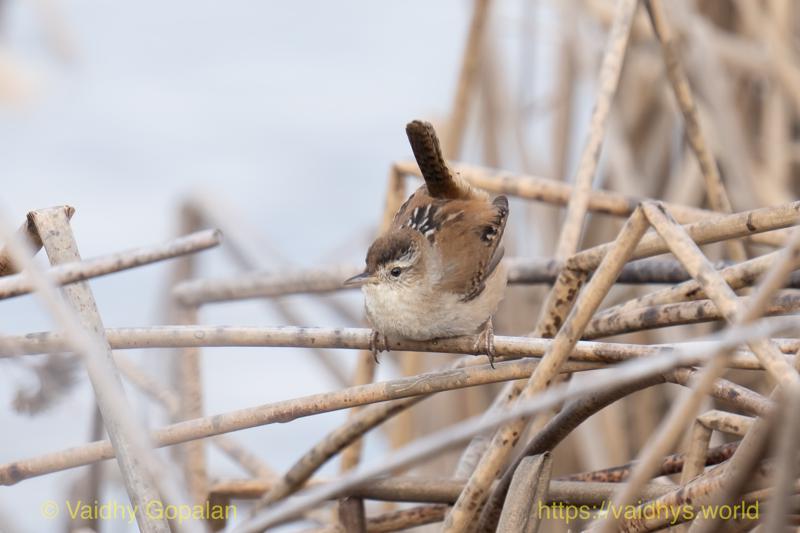 Marsh Wren