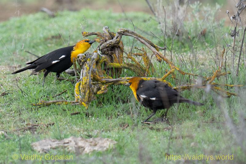Yellow-headed Blackbird