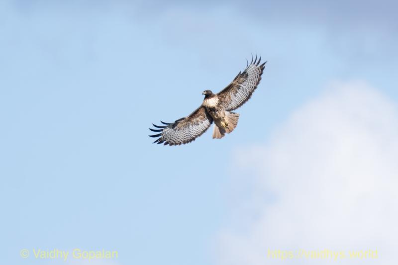 Red-tailed Kite