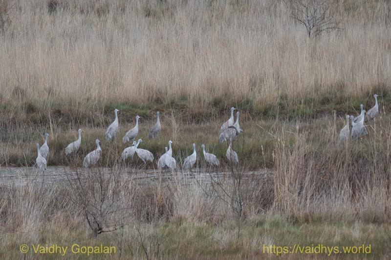 Sandhill Crane