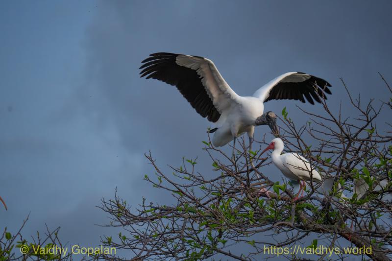 White Ibis, Wood Stork