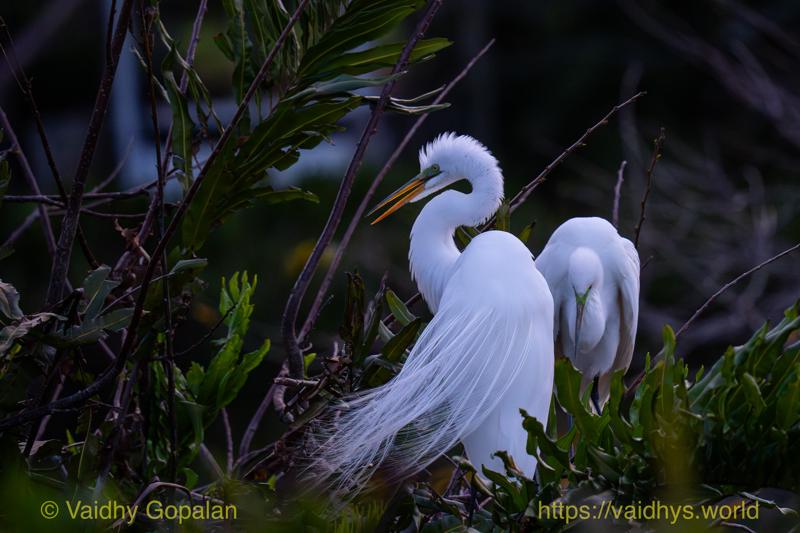 Great Egret