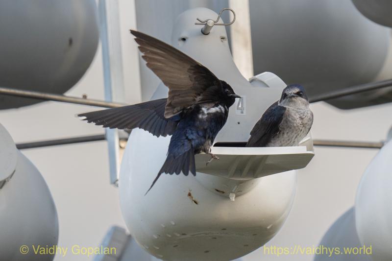 Purple Martin