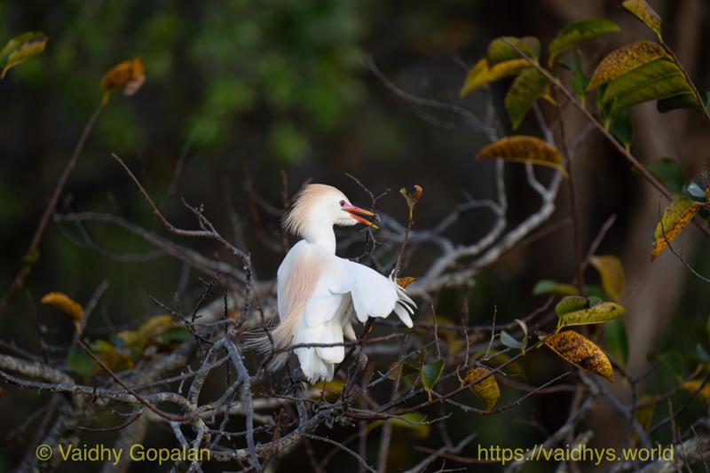 Cattle Egret