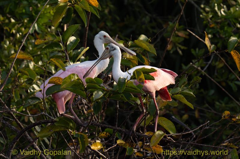 Roseate Spoonbill