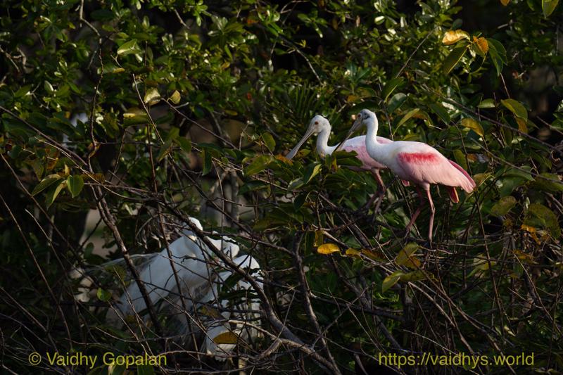 Roseate Spoonbill