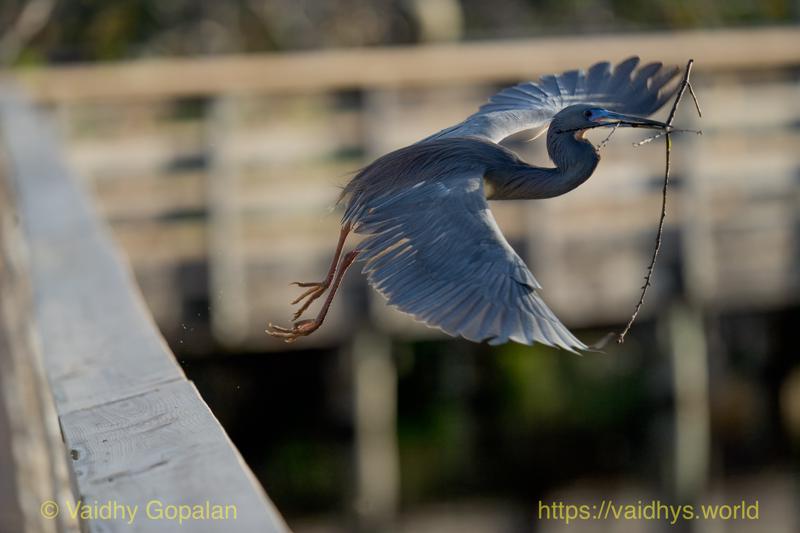 Tricolored Heron