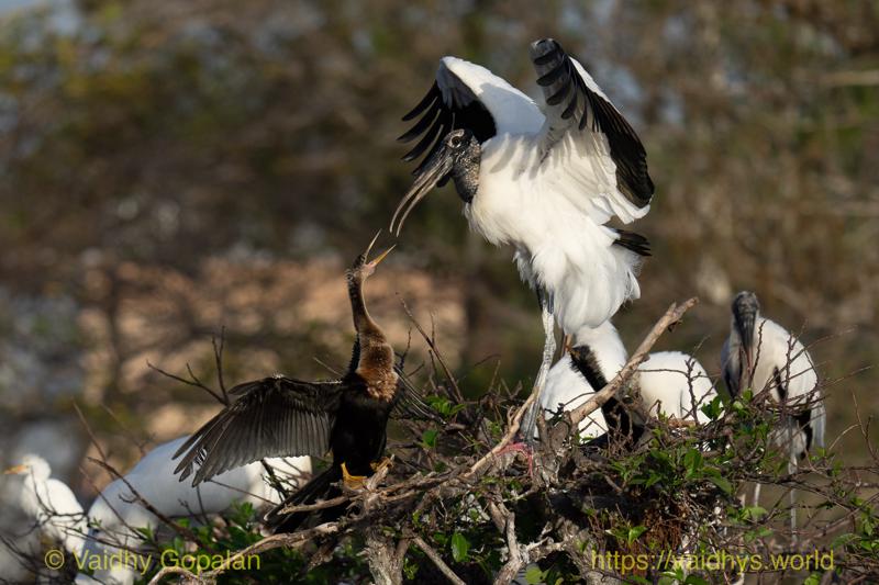 Anhinga, Wood Stork