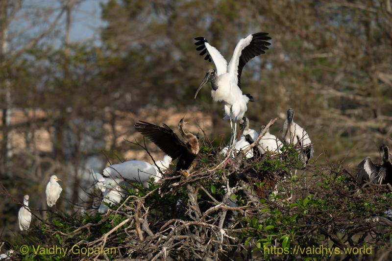 Anhinga, Wood Stork